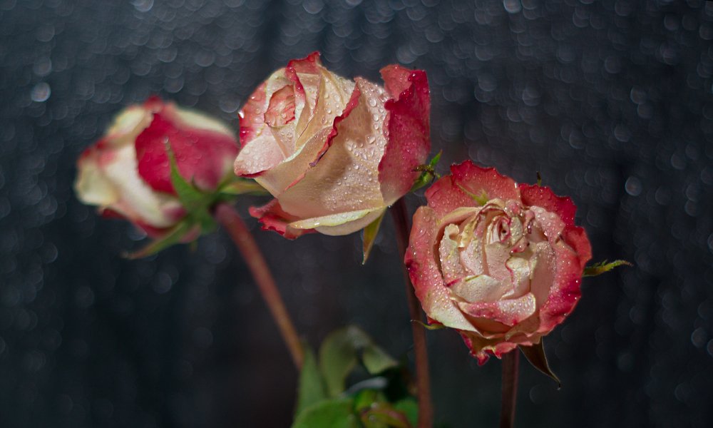 Photograph by Любовь Дворникова