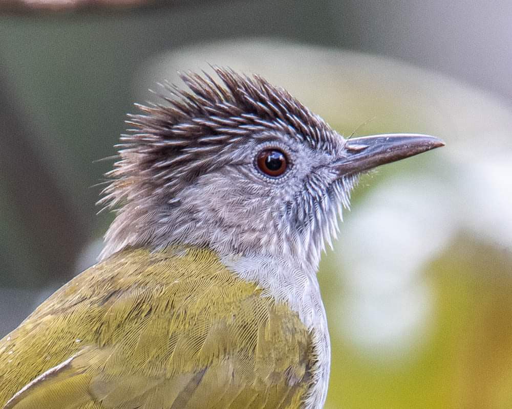 Photograph by Joo Aun Hneah