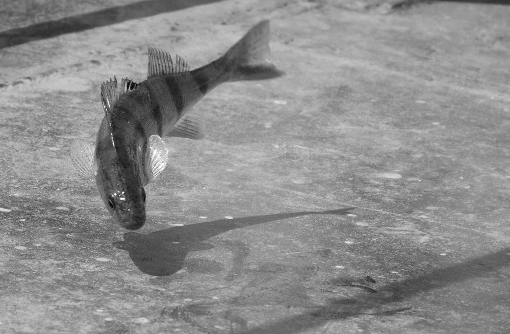 Photograph by Татьяна Дорожко