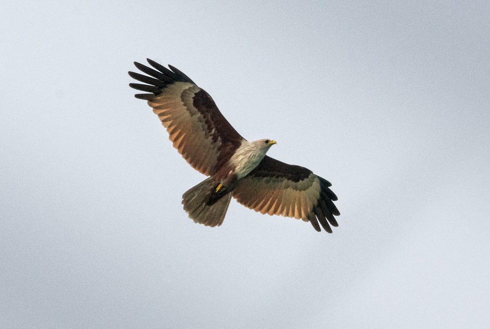 Brahminy Kite