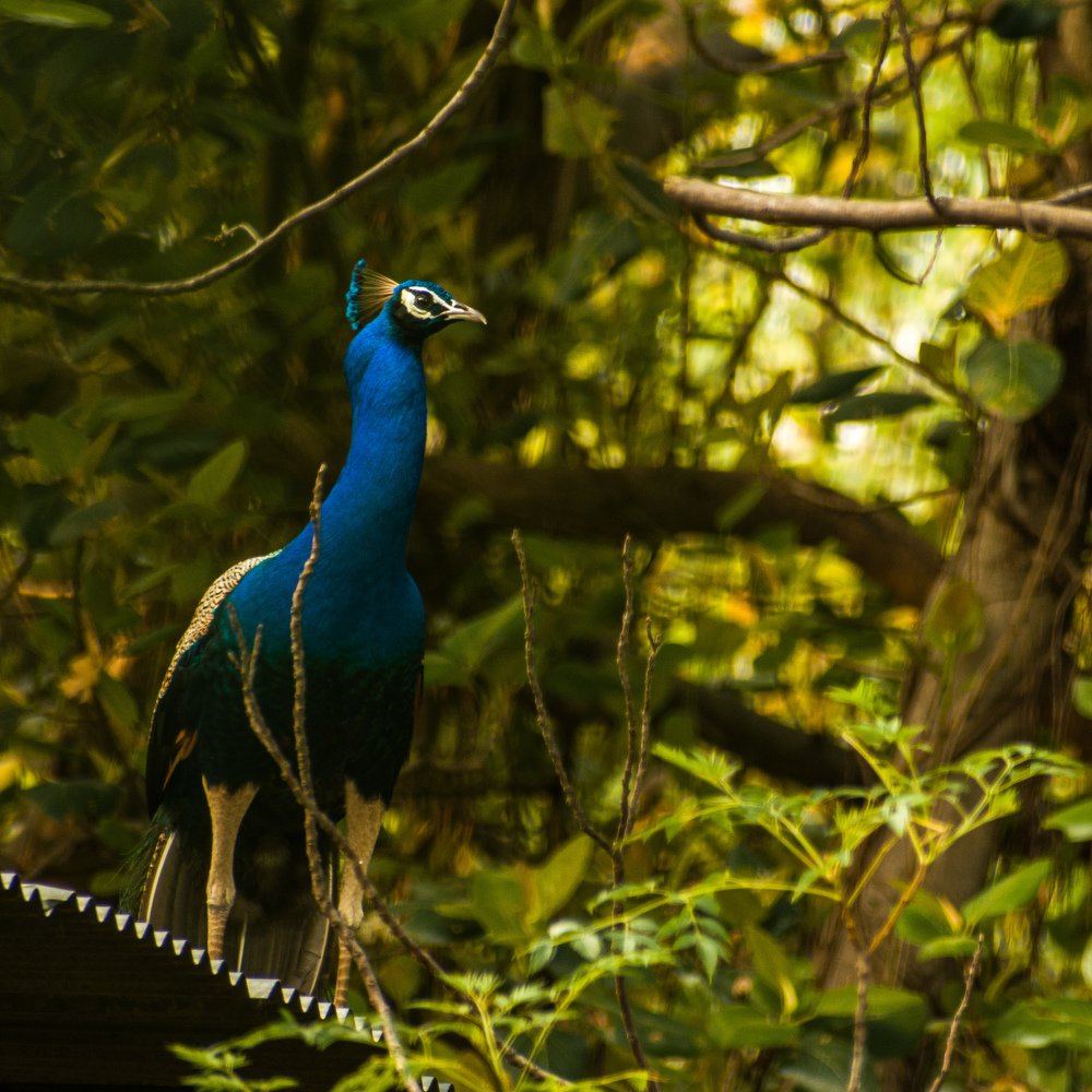 Photograph by Amit Singla