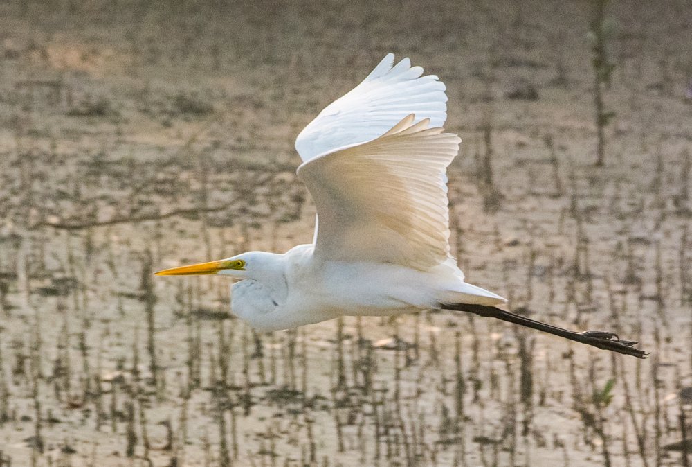 On Fly