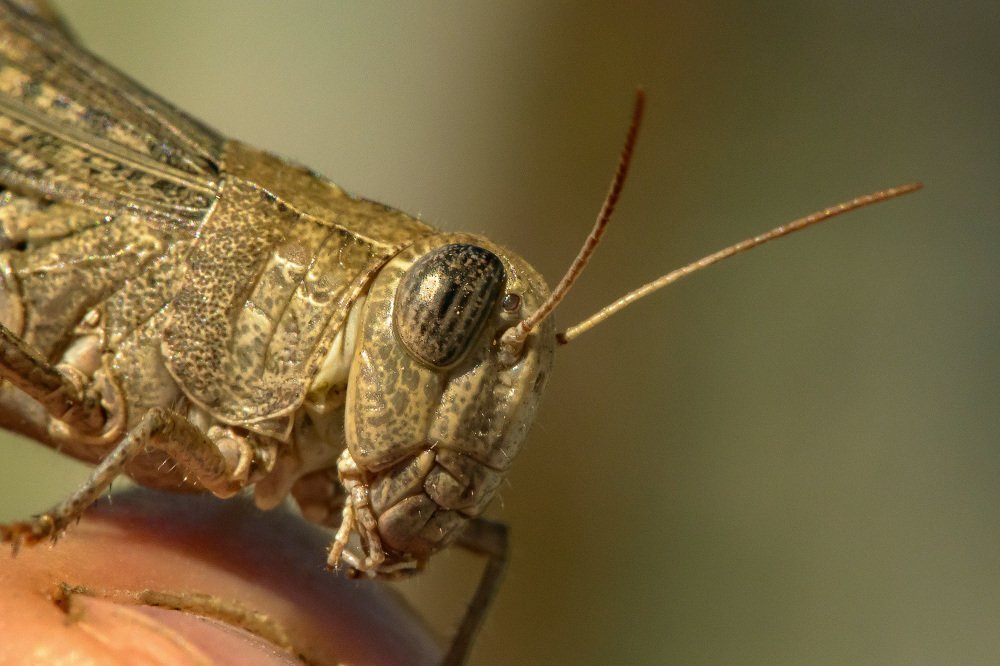 Благодарный кузнечик