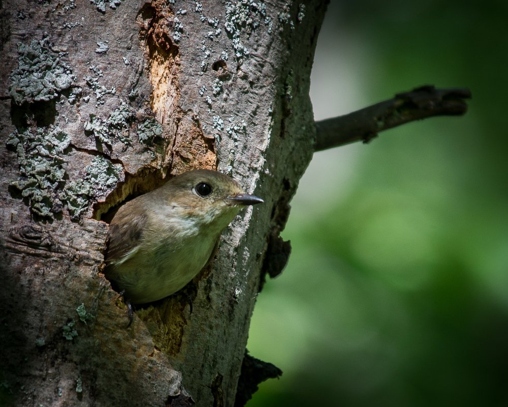 Photograph by Александр Остапчук