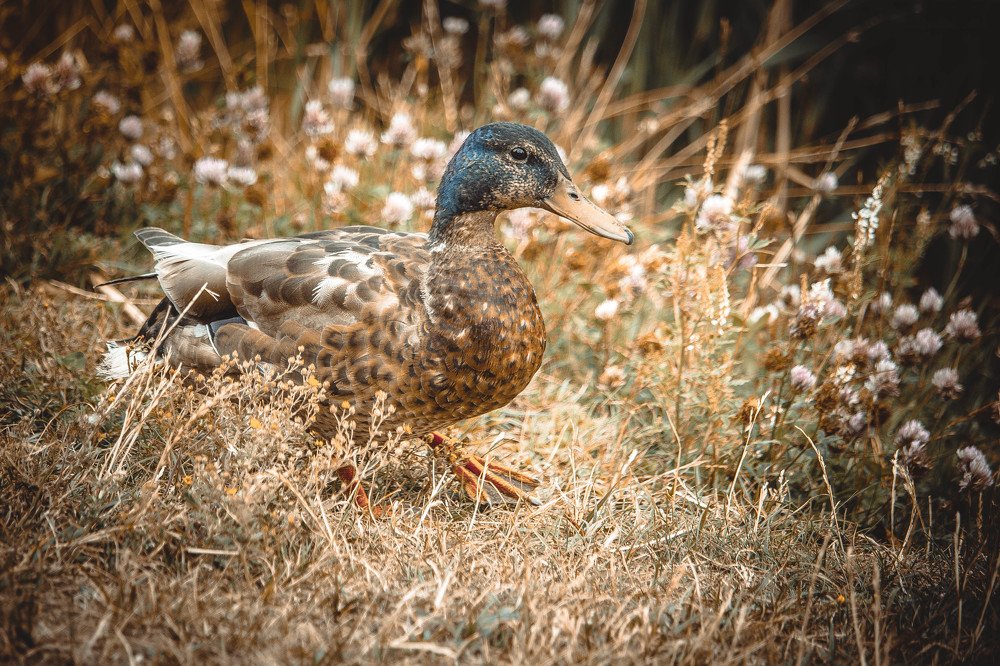 Photograph by Александр Забавка