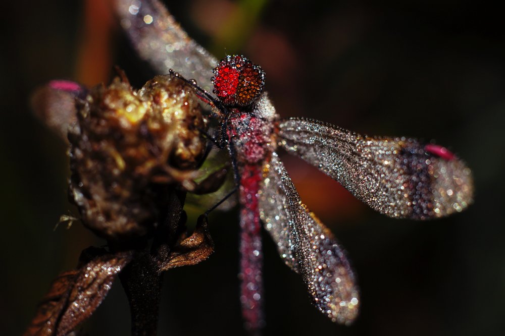 Стрекоза в каплях росы
