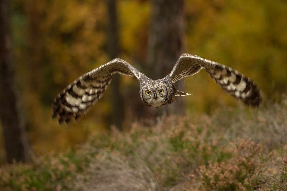 Photograph by Daniel Donaták