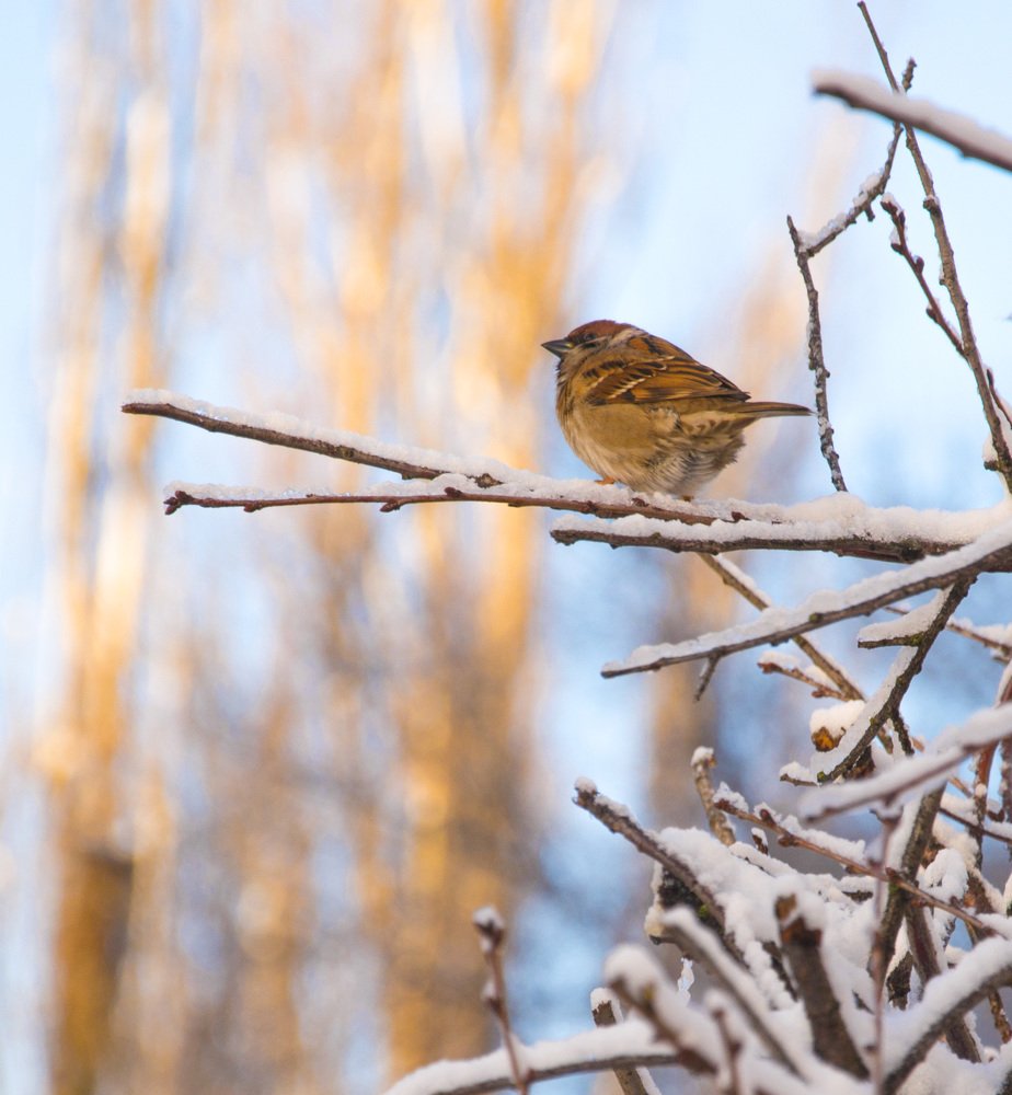 Photograph by Юлия Яшина