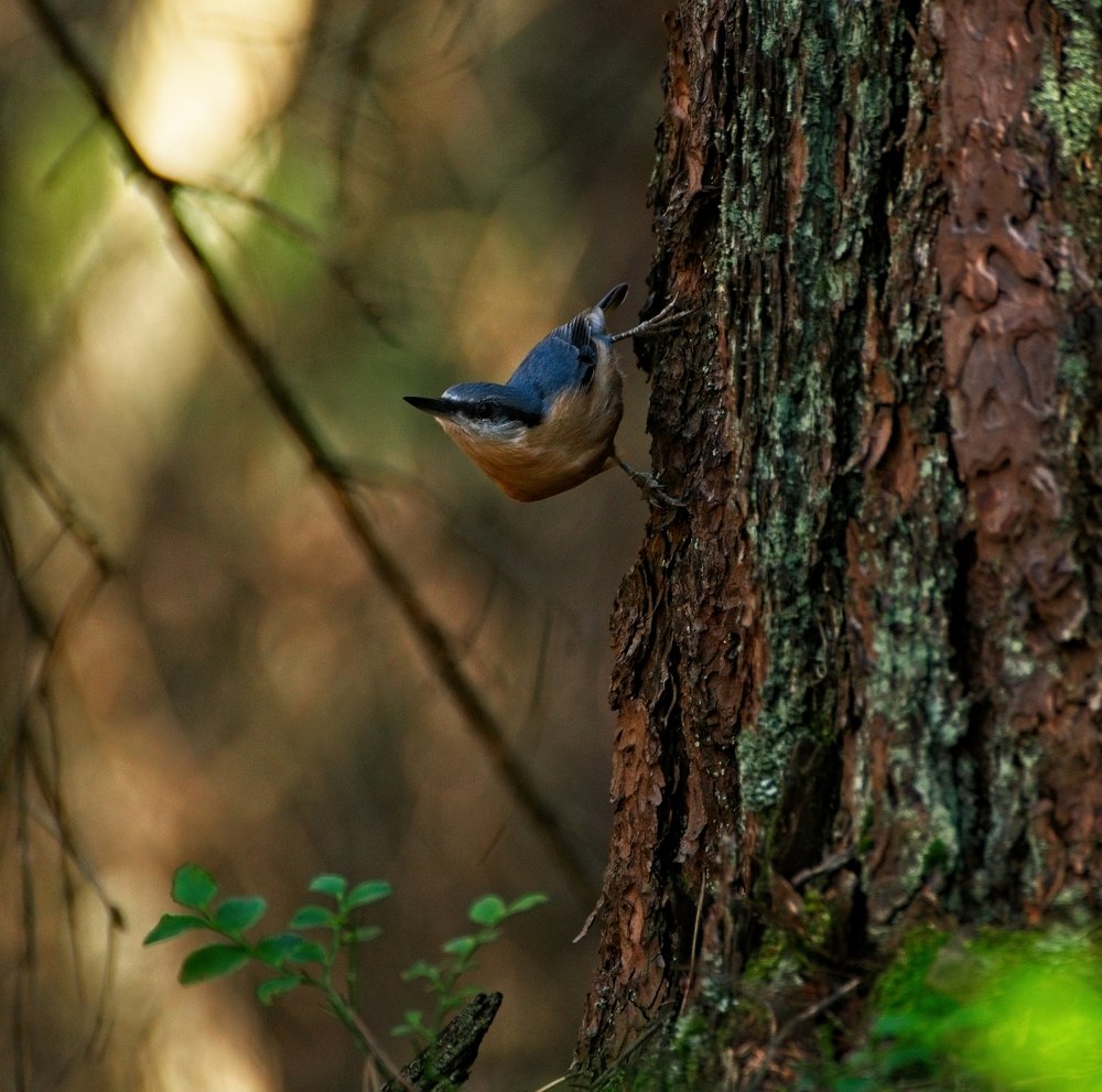 Photograph by Iwona Sowińska-Fruhtrunk