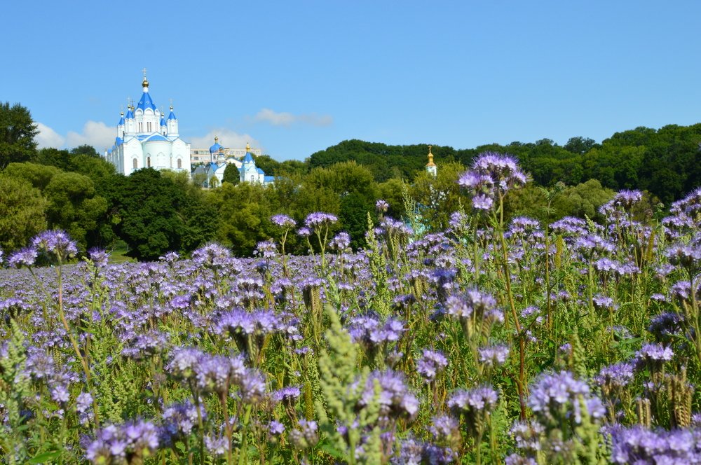 Там , где фацелия цветет.
