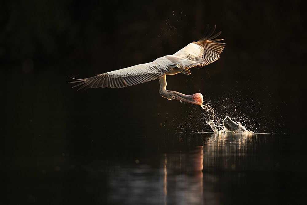 Photograph by Aman Wilson