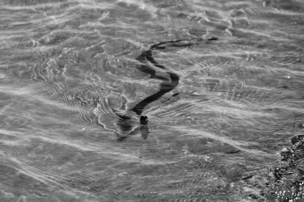 Photograph by Александр Бугаенко