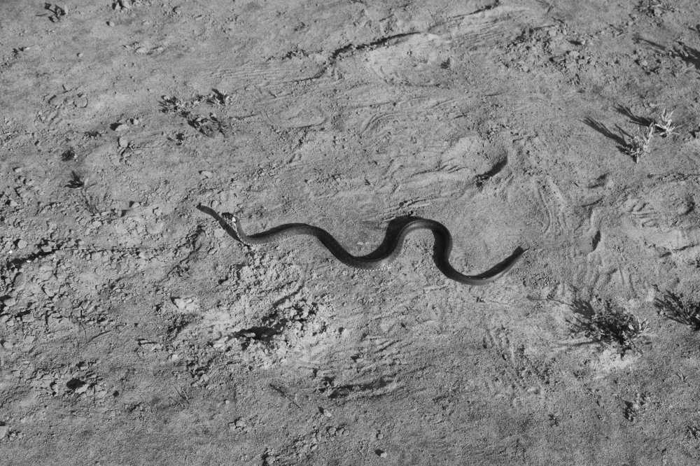 Photograph by Александр Бугаенко