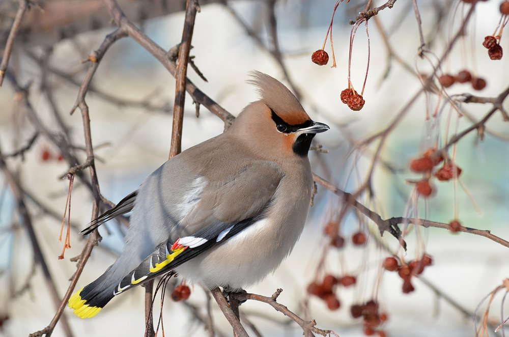 Свиристель.