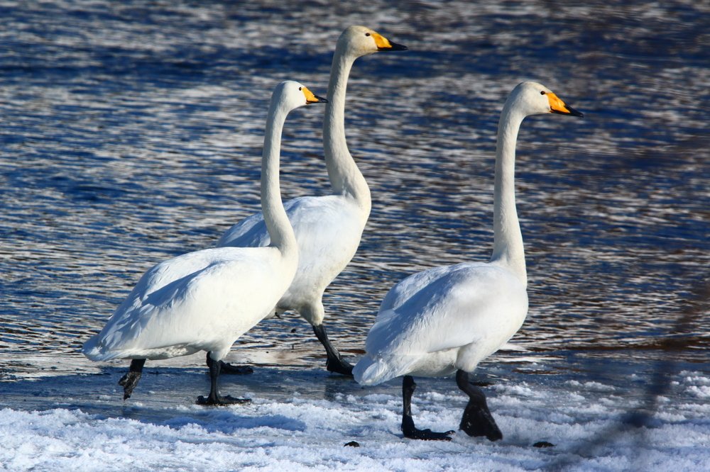 Photograph by Марго Ерёмина