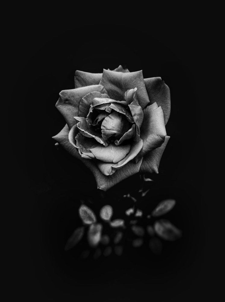 Photograph by Amine Aboudihaj