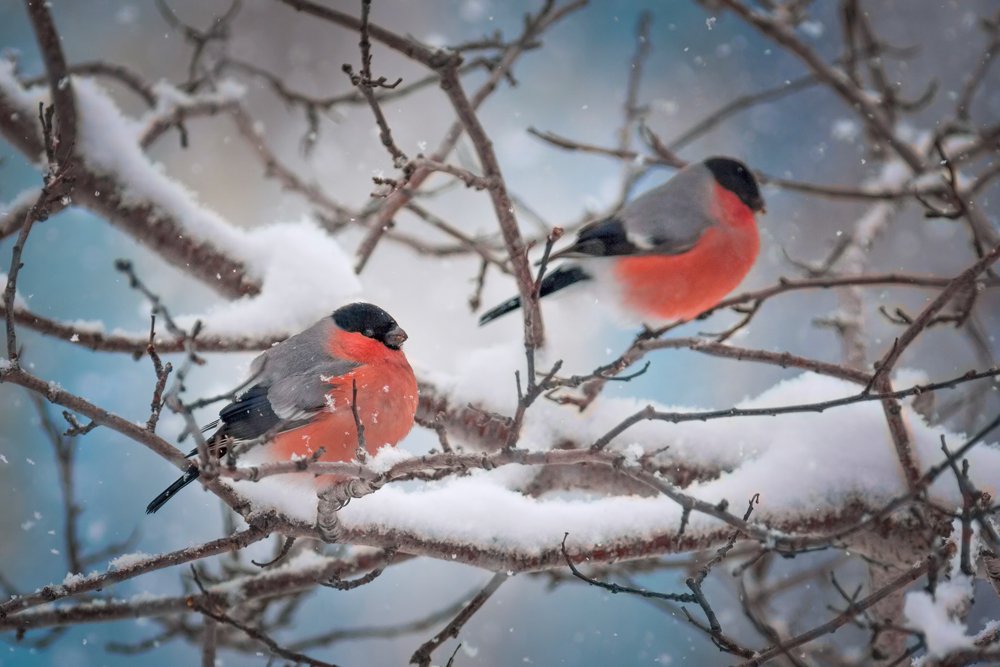 Photograph by Сергей Краснощёков