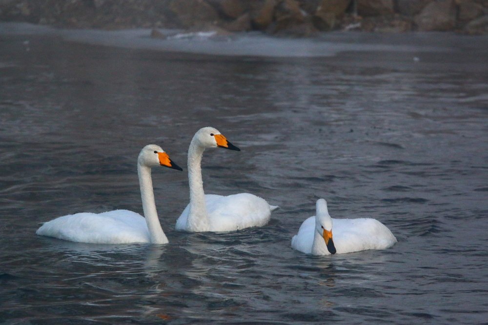 Photograph by Марго Ерёмина