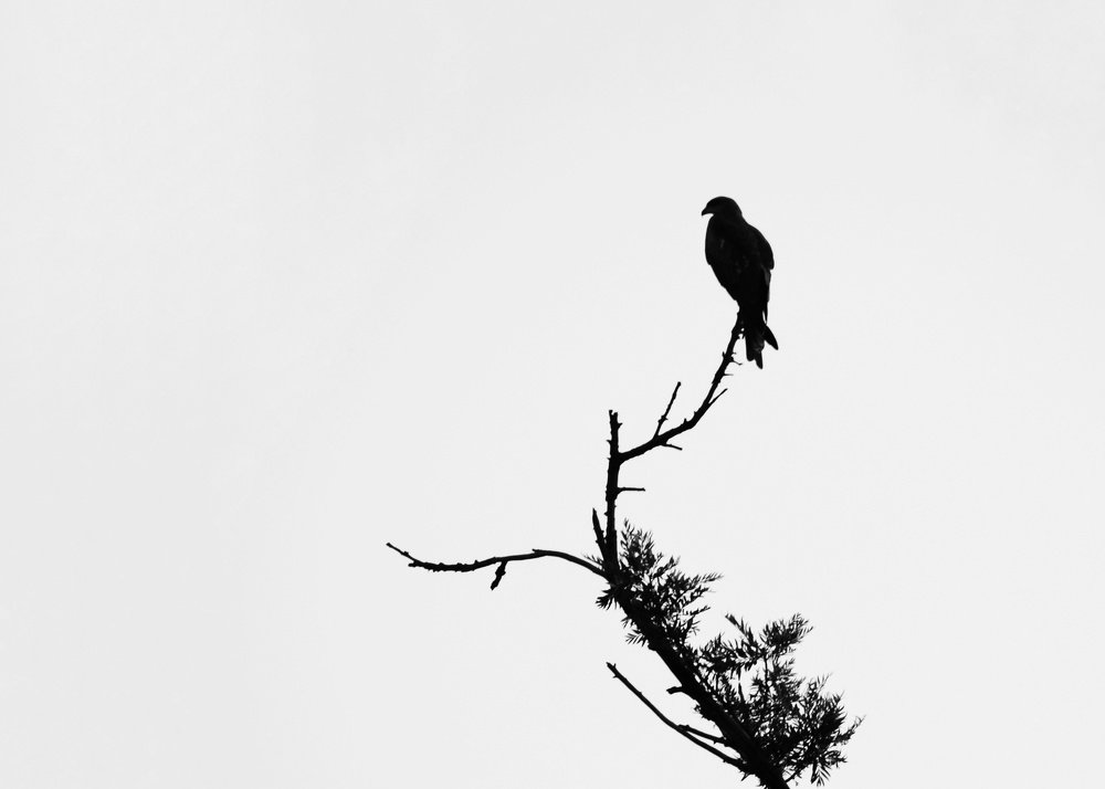 Photograph by Sudhanshu Banotiya