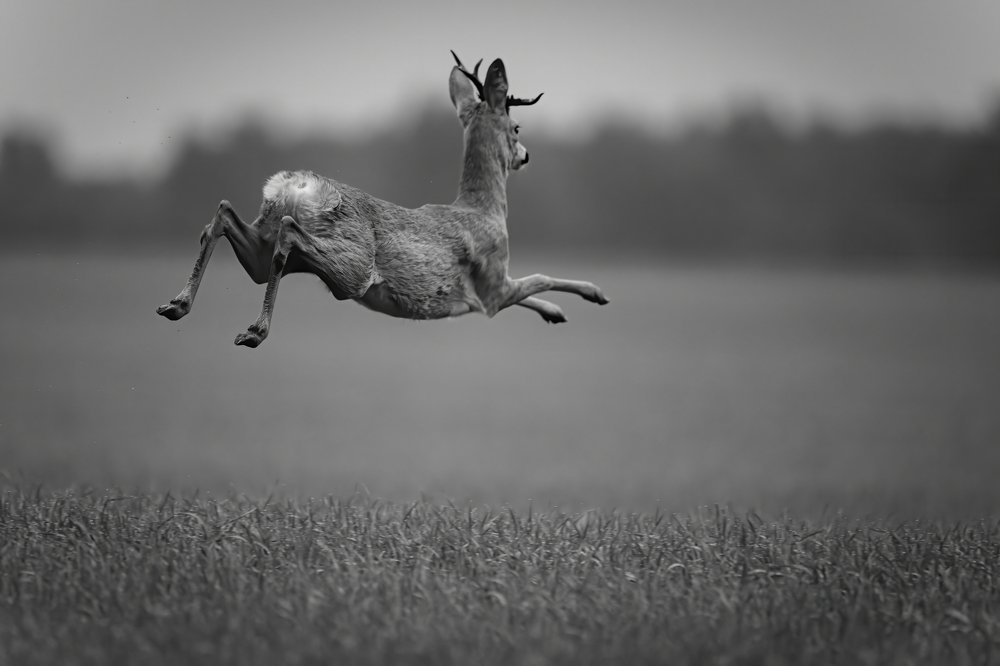 Photograph by Ernestas Balcikonis