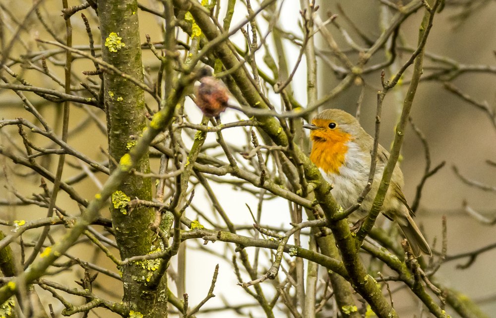 Фотография автора Comșa Bogdan