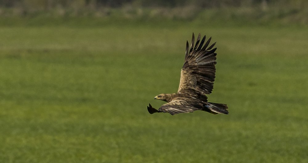 Фотография автора Comșa Bogdan