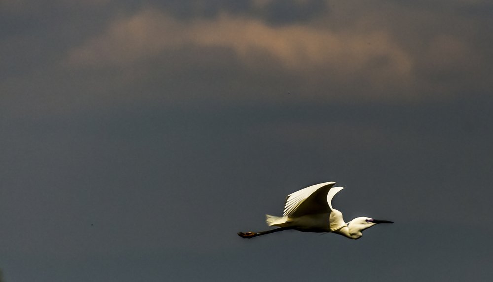 Фотография автора Comșa Bogdan