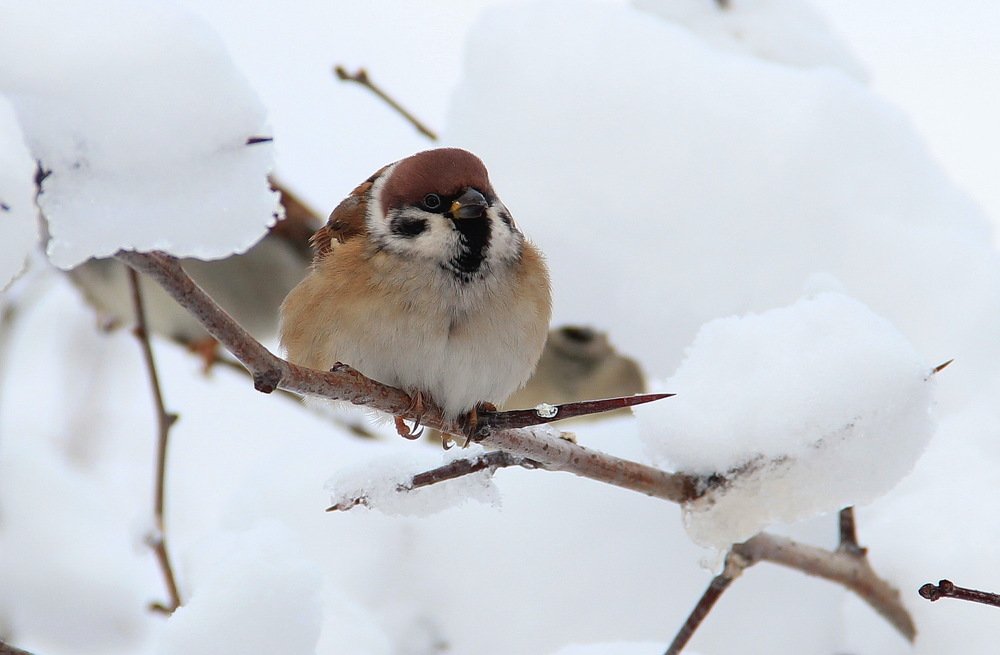 Photograph by Суетинов Евгений