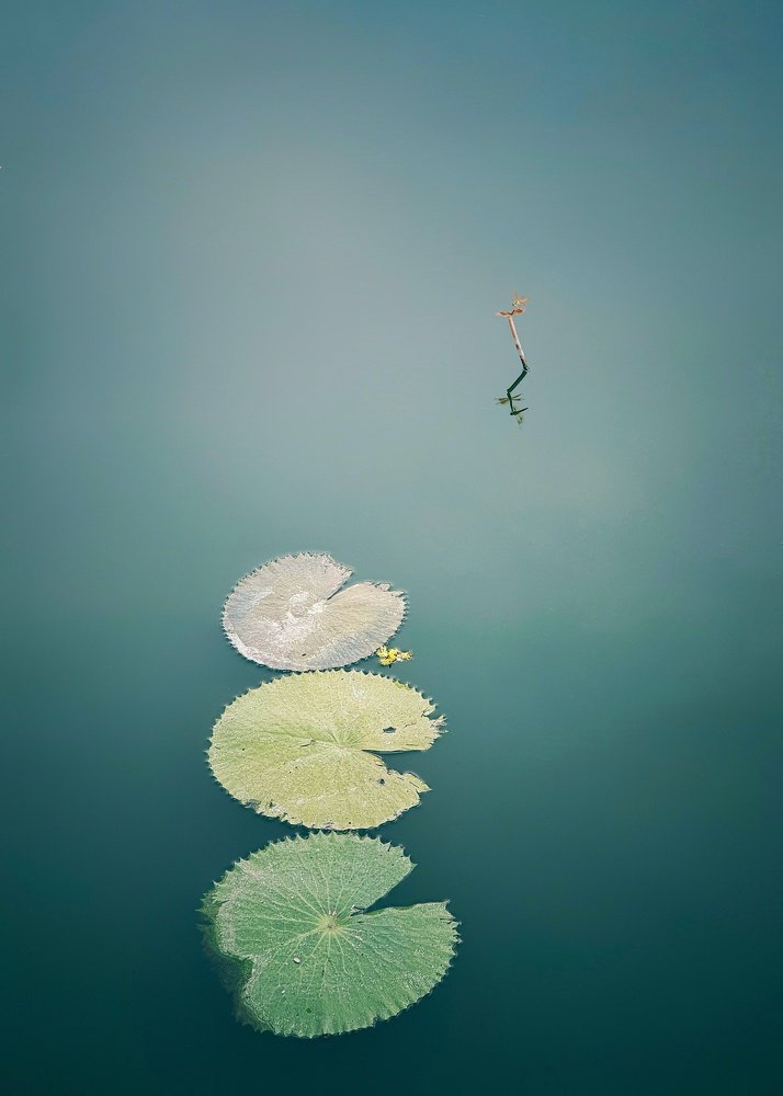 Photograph by Tuấn Bùi Quý