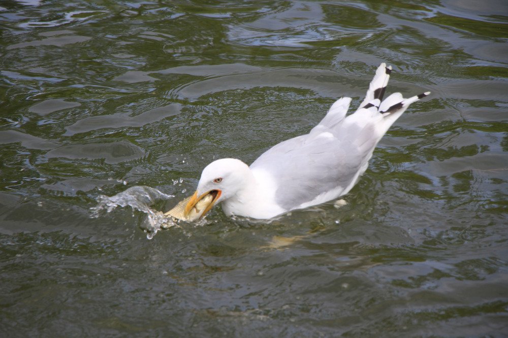 Чайка глотает рыбу