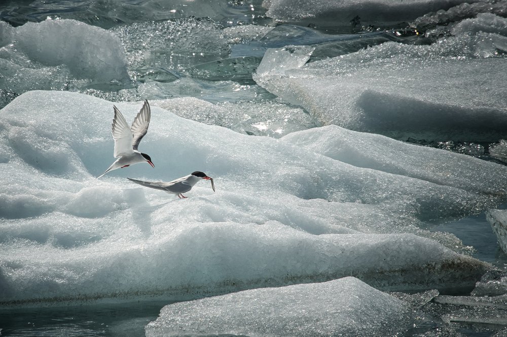 Photograph by Dominik Gugerli