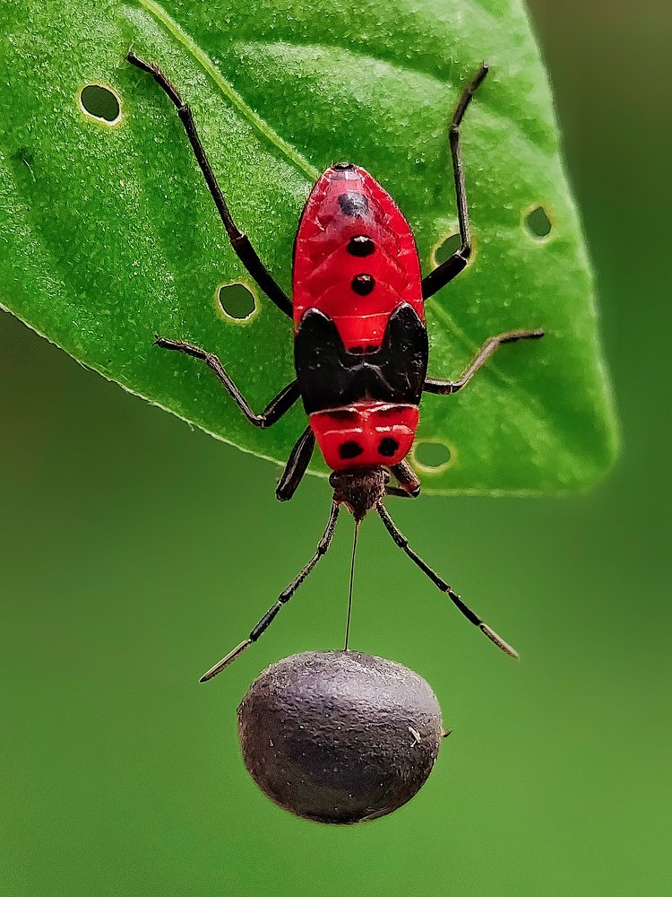 RED COTTON BUG EXPLOITS SEED