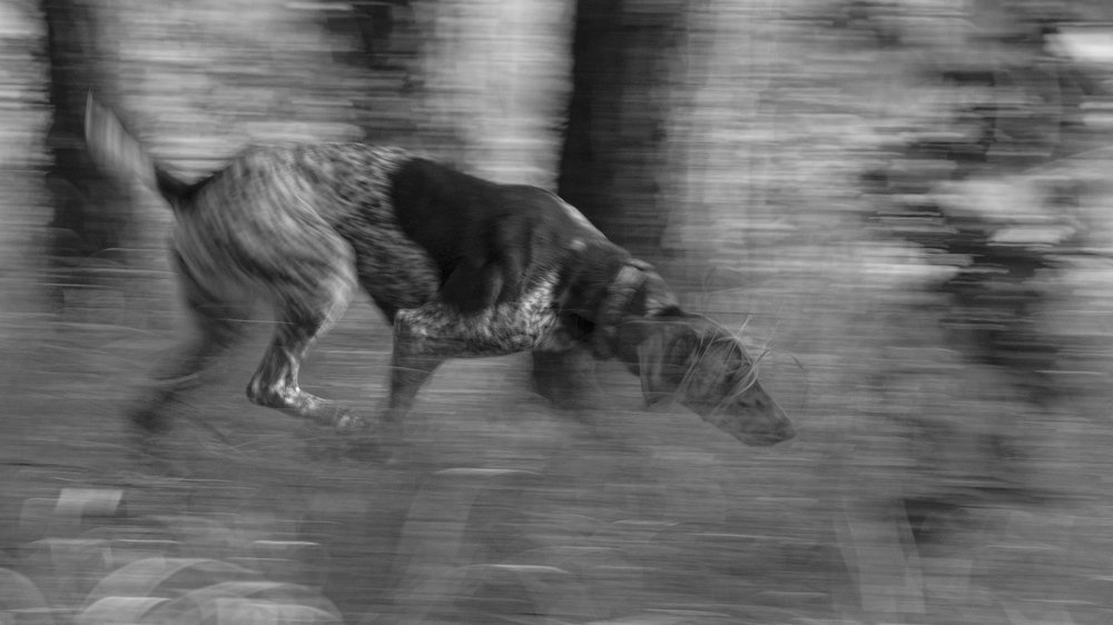 В собачьем раю