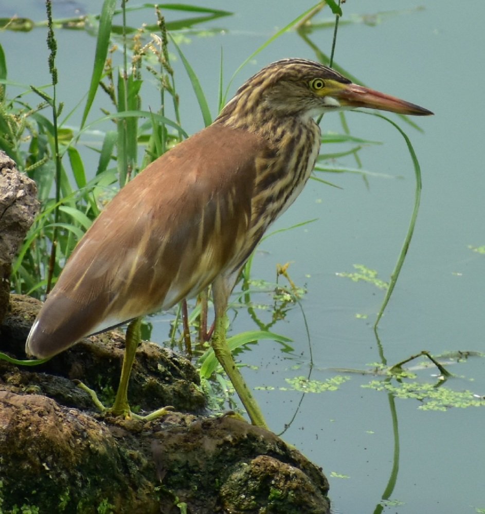 Photograph by AJAY KUMAR
