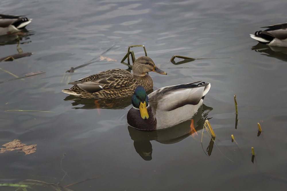 Photograph by Ирина Решетникова