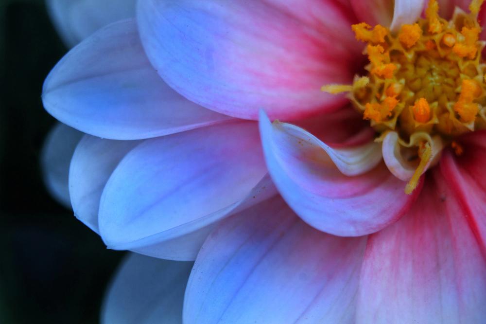 Photograph by Евгения Уманец