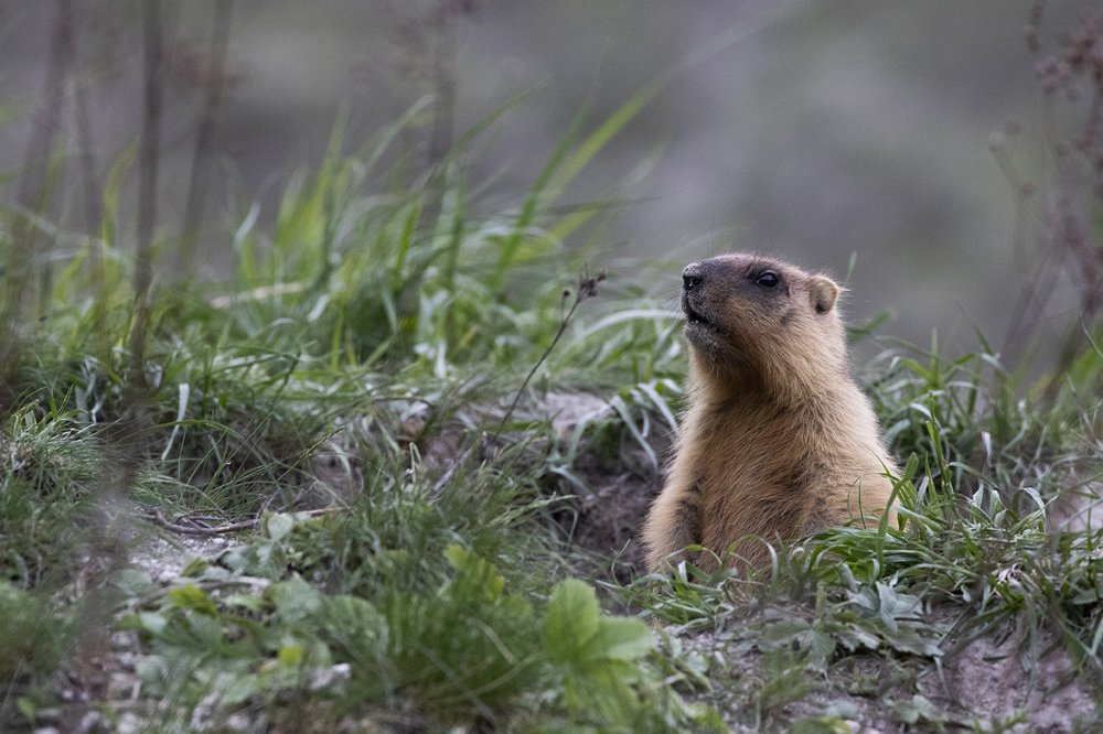 Photograph by Роман Рыжков