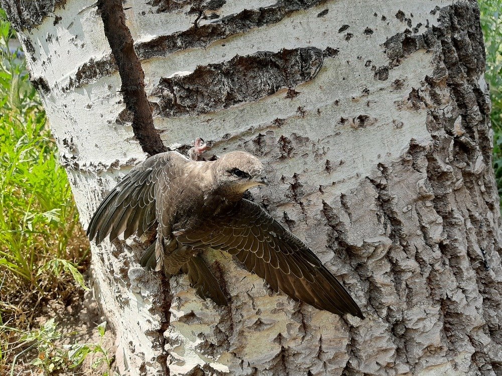 Photo #4924808