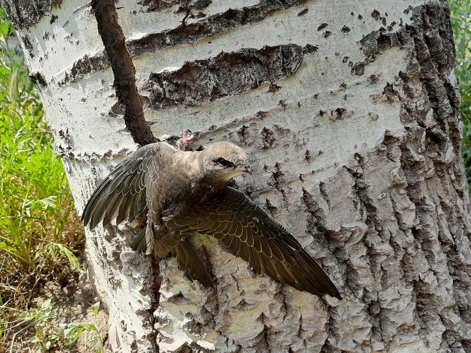 Photo #4924808
