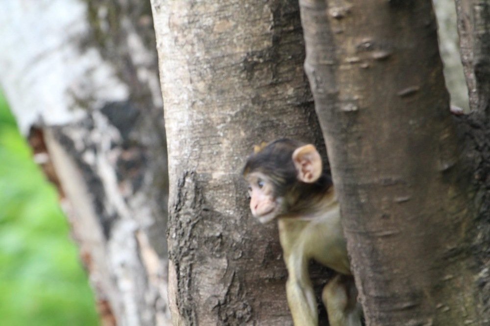 Baby monkey’s activities