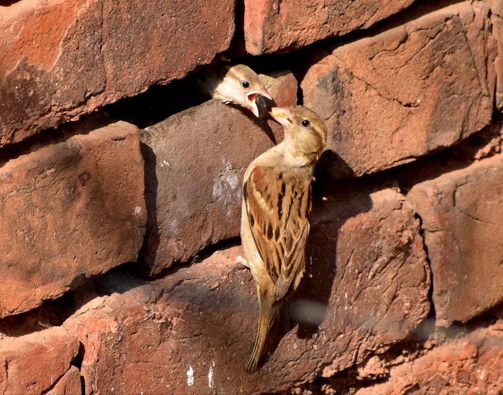 Photograph by Tanmoy Dey