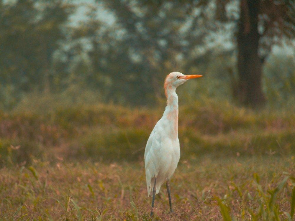 Cattle Egret