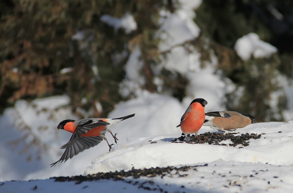 Photograph by Суетинов Евгений