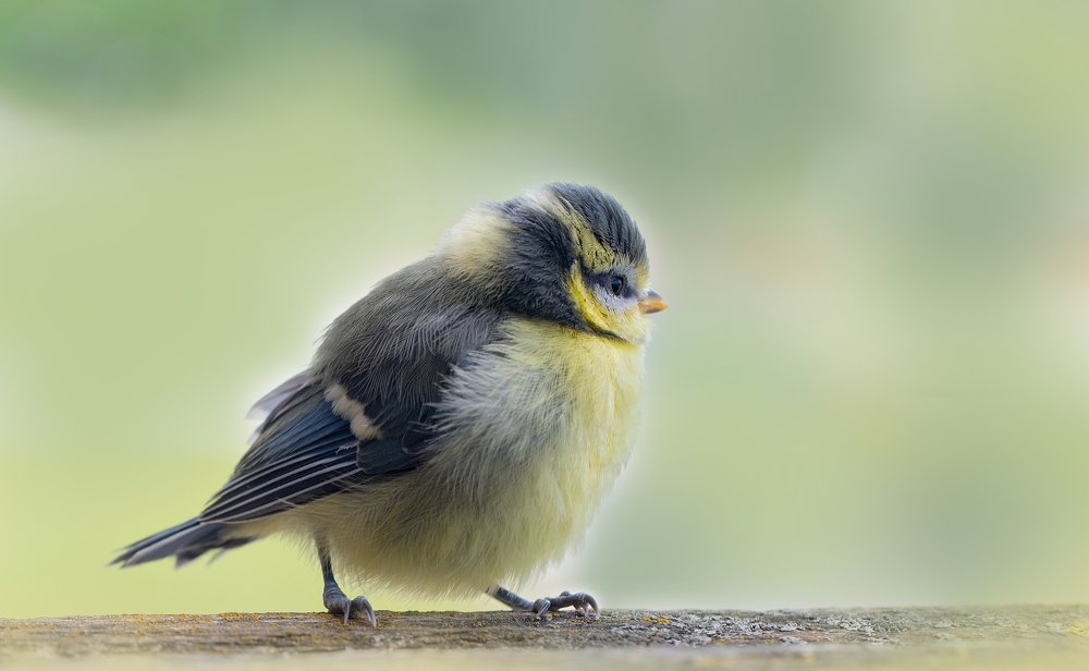 Photograph by Darja Akakjeva