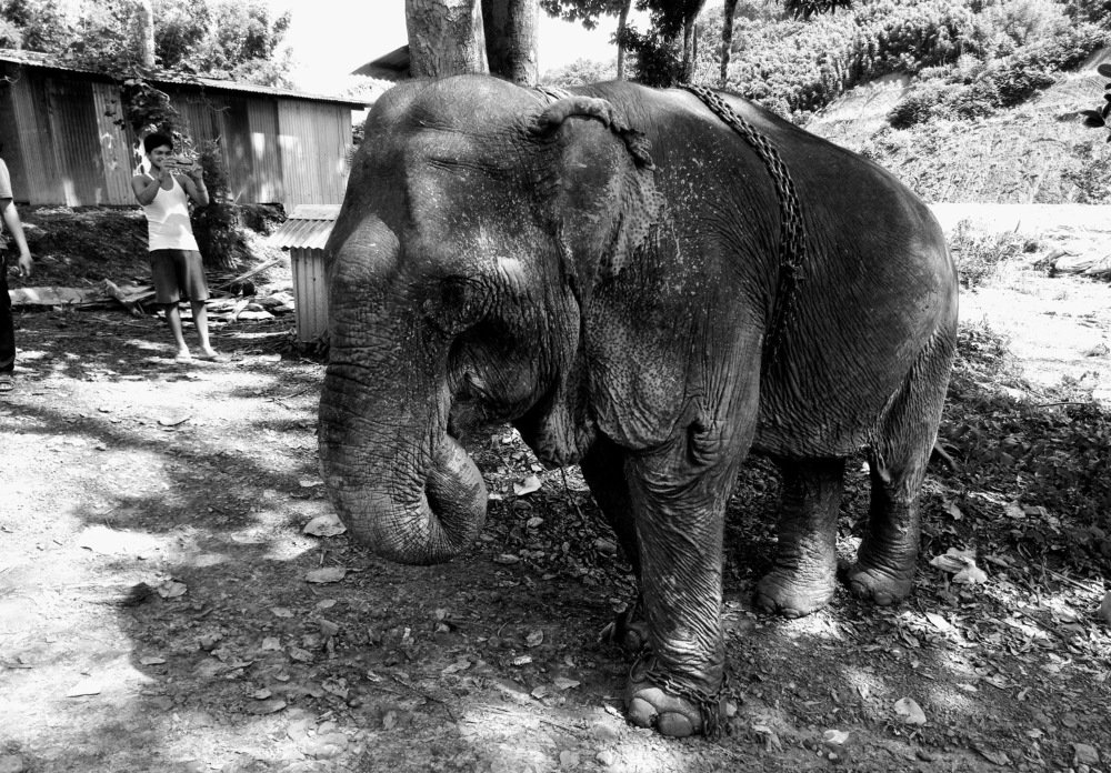 Фотография автора Darling Varma