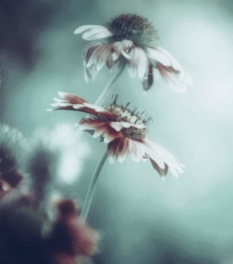 Photograph by Suresh Kandukuri