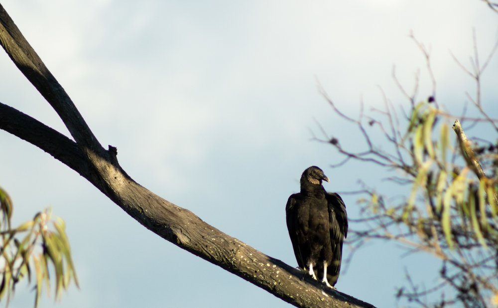 El vuelo del avi