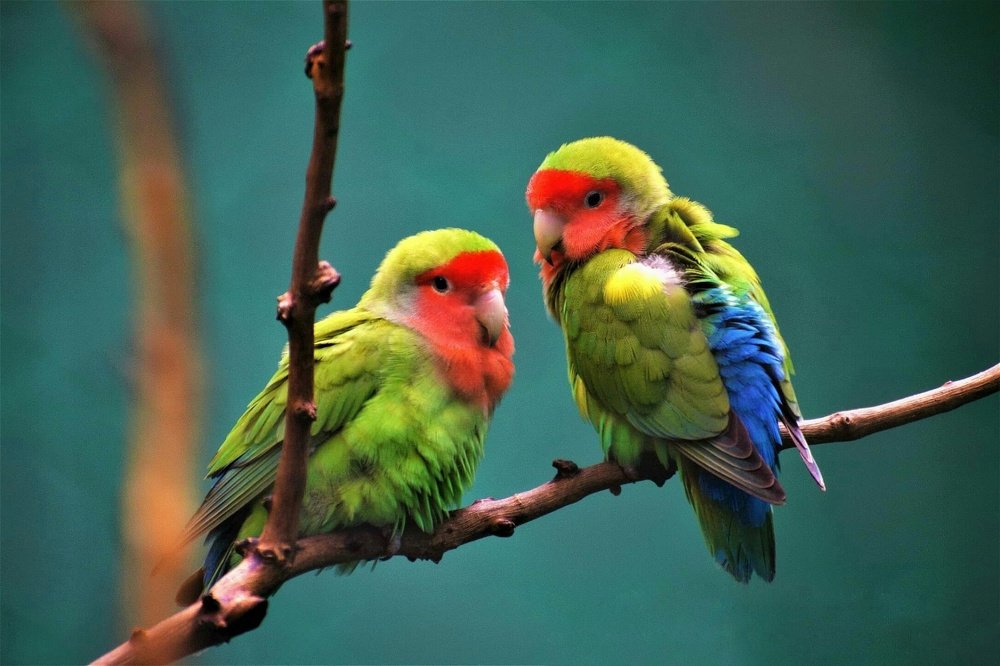 Photograph by Ajit Avabhrath