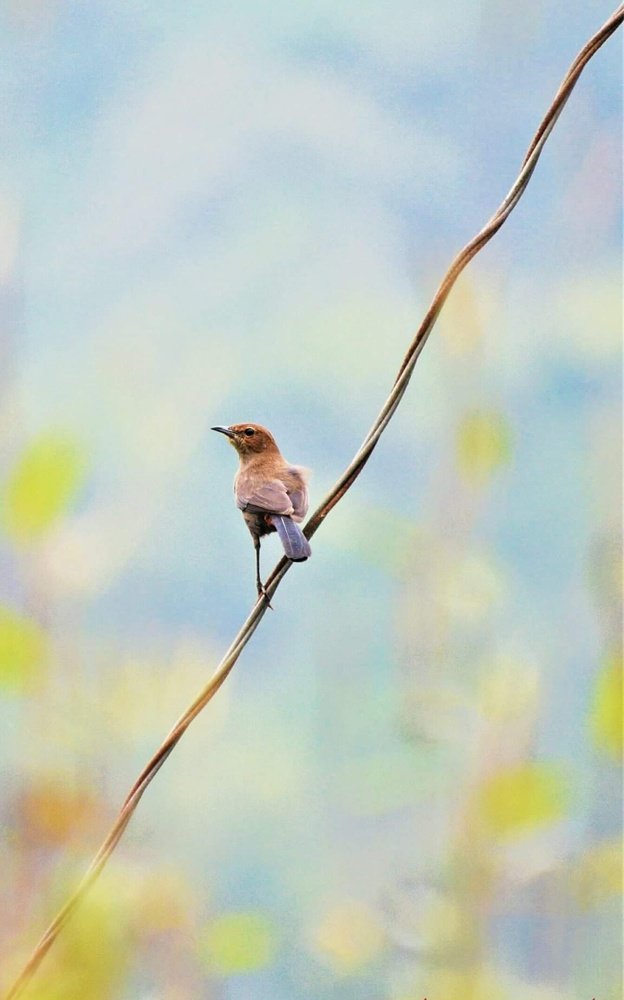 Photograph by Ajit Avabhrath