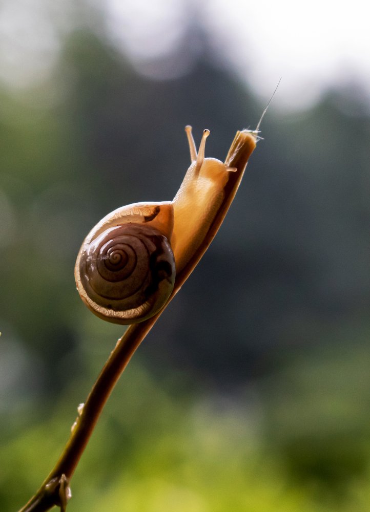 Движенье вверх